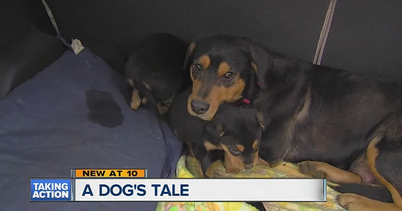 This Stray Dog Was Found Guarding an Abandoned House. Wait Until You Hear Her Full Story!