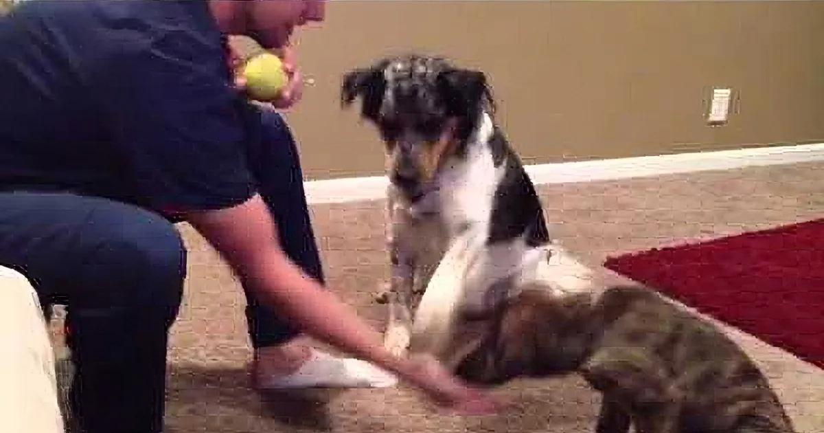 Older Dog Interrupts His Brother''s Training to Show Him How It''s Done! They''re Hilarious!