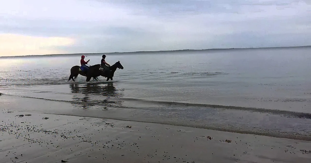 Two Horses Walk in the Beach. You Won''t Believe Who They Found!