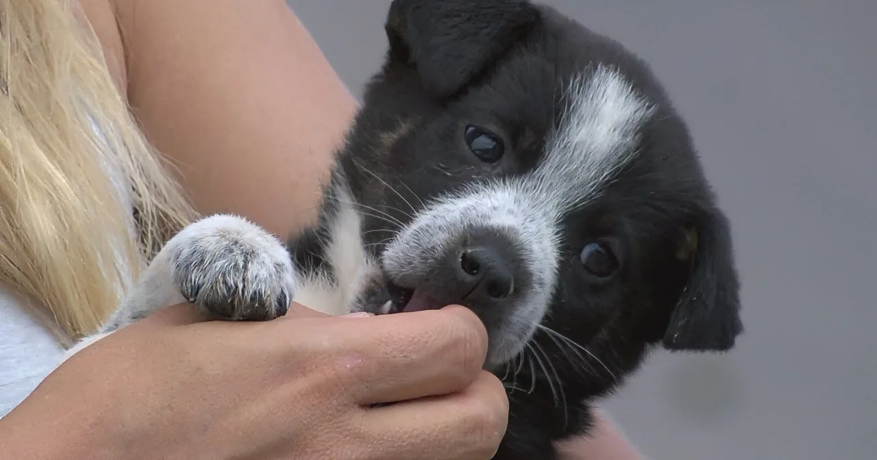 Shocking! Teenager Finds 6 Puppies Abandoned in a Trash Bag Left to a Terrible Fate! Their Rescue Will Move You!