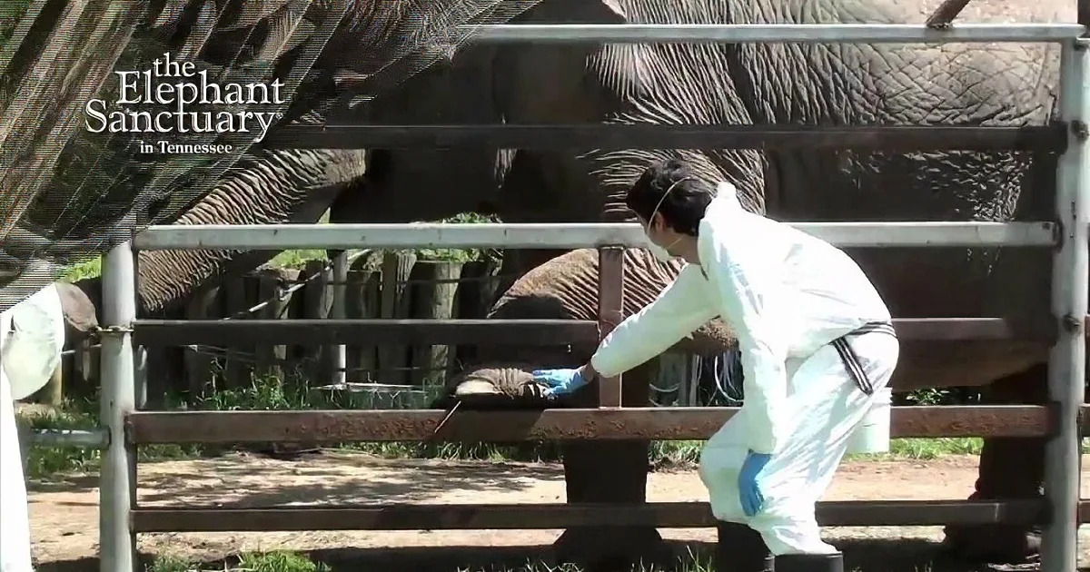 A person in white scrubs tends to an elephant behind a metal barrier at The Elephant Sanctuary in Tennessee.