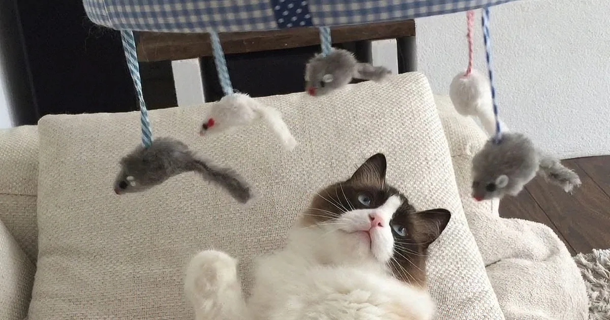 Timo the Ragdoll Cat Has His Very Own Musical Cat Mobile