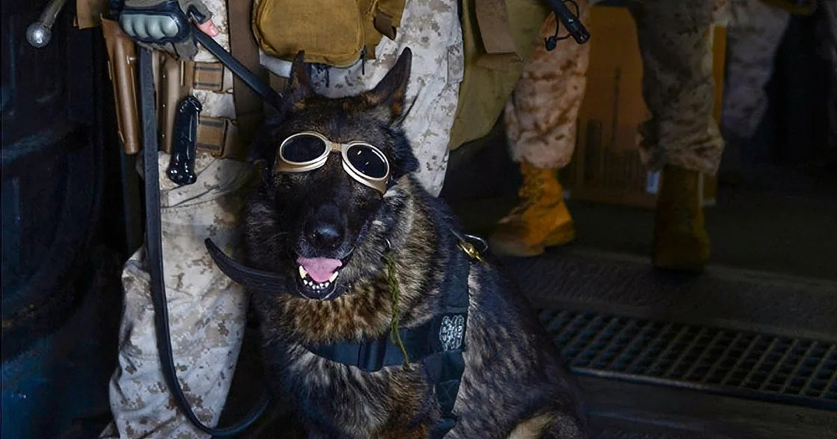 This Marine Dog Lost His Partner While on Duty. When You Hear Their Story, You''ll Be Sobbing!