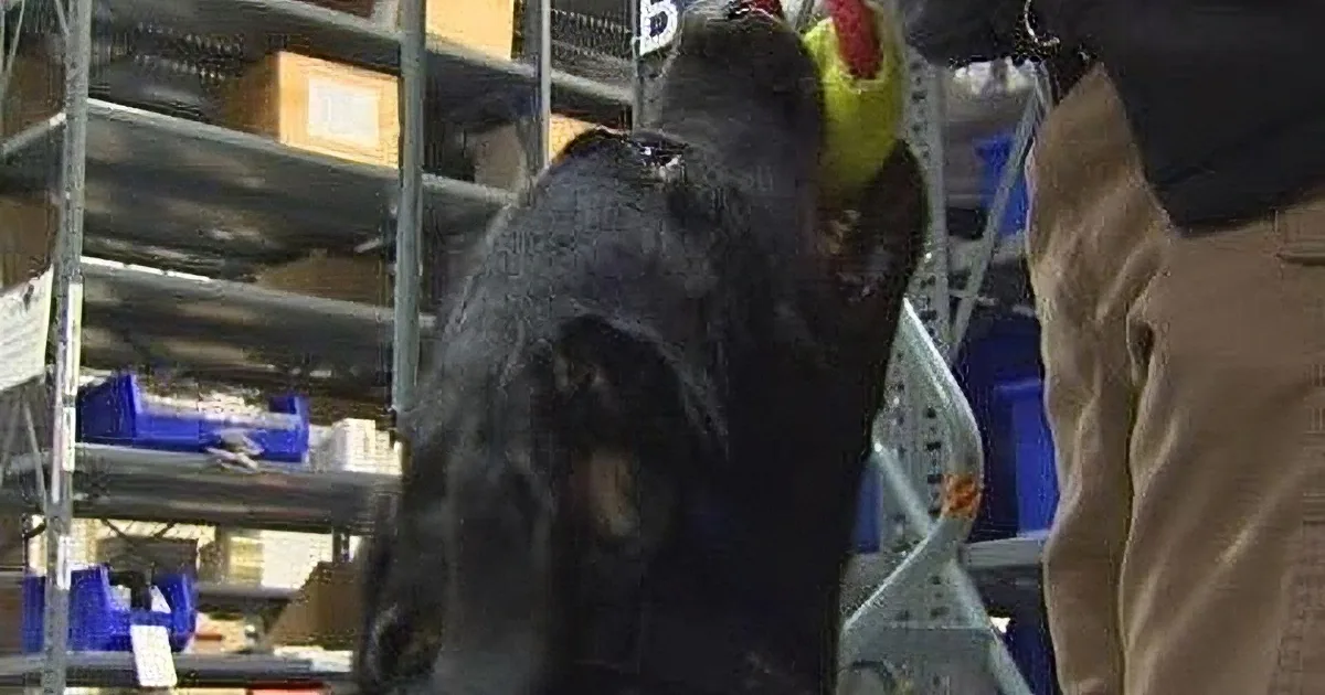 A black dog with a red collar plays with a yellow ball in a warehouse setting.