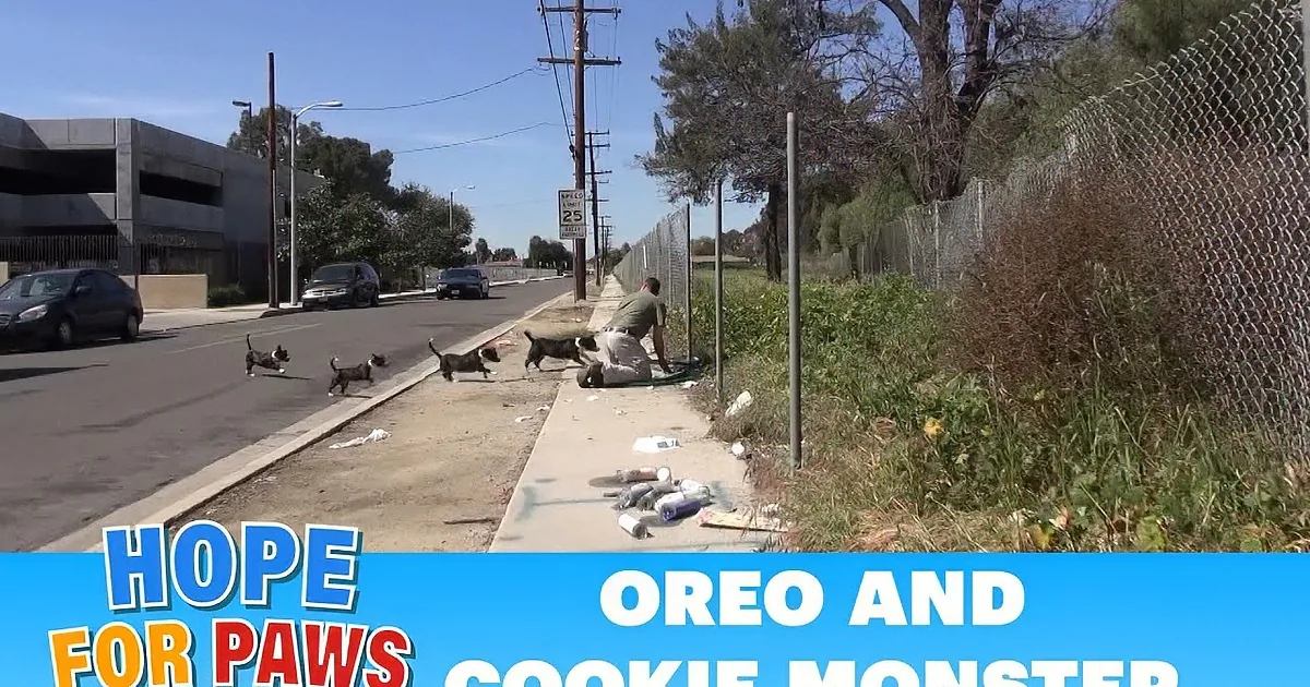 A group of cats runs across a street, with a man in the background, possibly rescuing them.