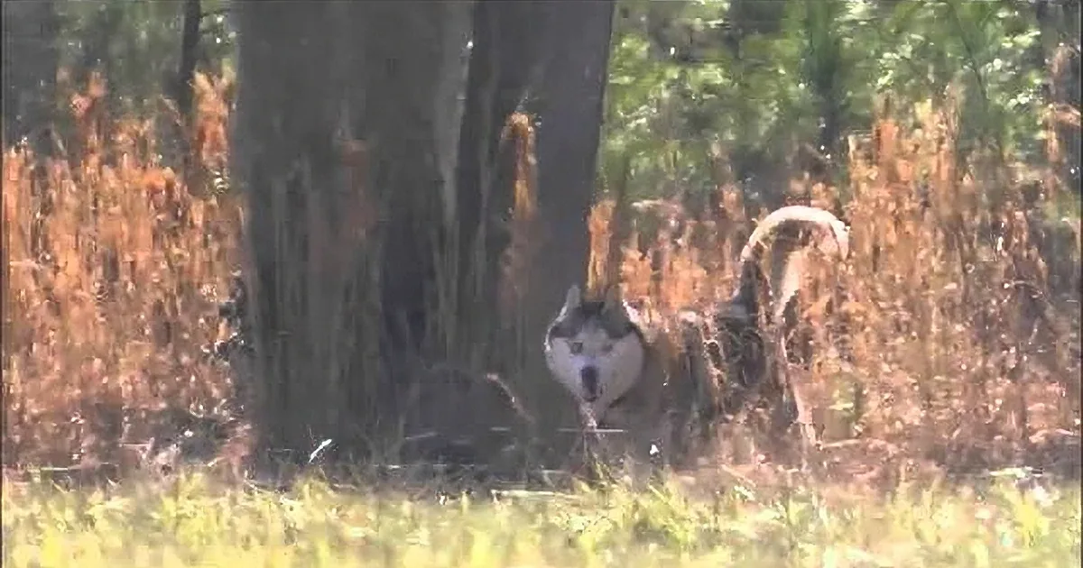 Husky That Was Chained His Whole Life Savors Freedom for the First Time!