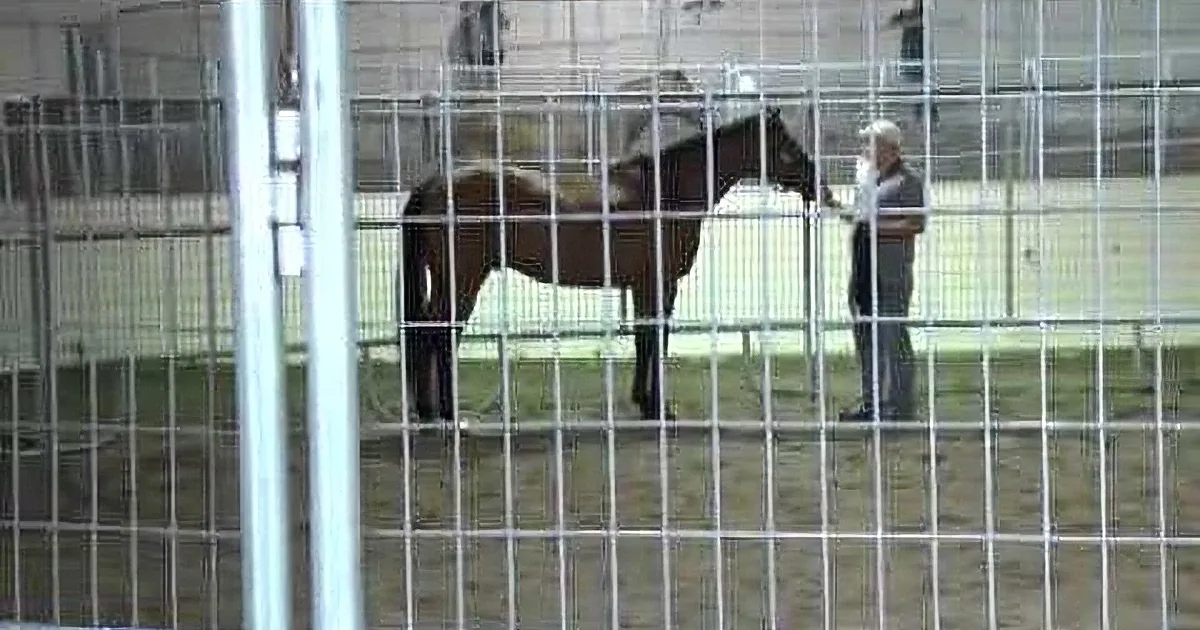 A horse stands in a fenced area, with a person nearby, both in a stable or barn setting.