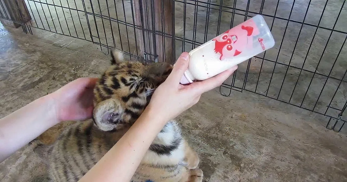 This Endearing 3 Month Tiger Drinks Milk From His Own Baby Bottle!