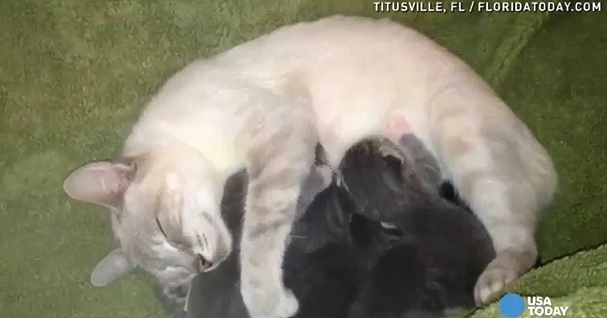 This Cat Mom Adopted This Puppies in Her Litter, and It''s Just Too Adorable!