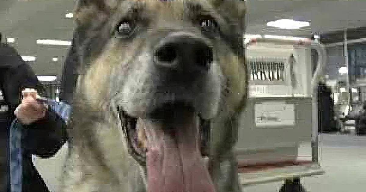 Dexter the Marine Dog Gets an Amazing Welcome Home From the Patriot Guard!