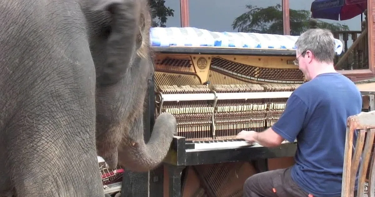 An elephant stands near a man playing a piano, with a checkered roof and trees in the background.