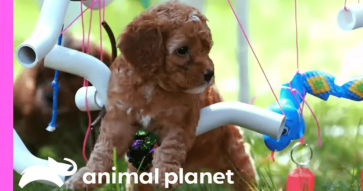 A fluffy brown puppy explores a colorful mobile hanging from a white structure in a grassy area.