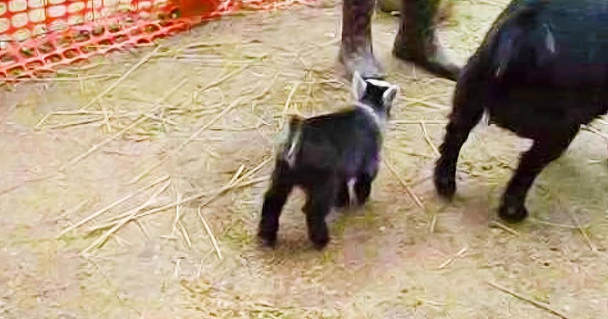 This Adorable Newborn Goat Gets so Excited by Exploring, He Makes an Adorable Dance!