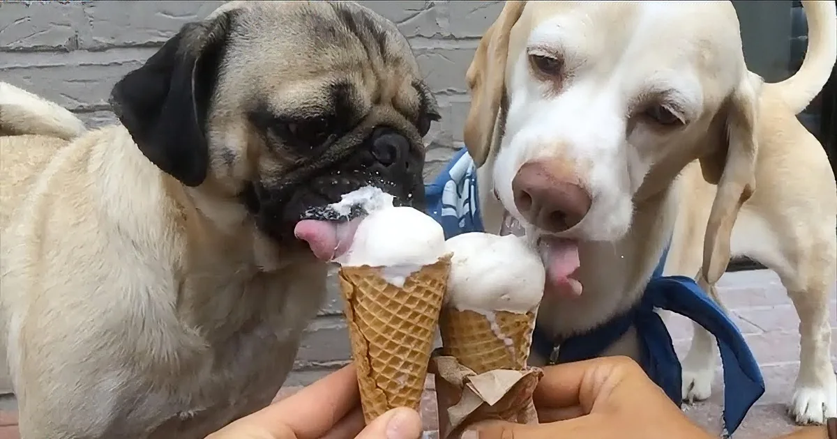 These Two Dogs Enjoy Ice Cream and Snacks on a Summer Day, and It''s Hilarious!