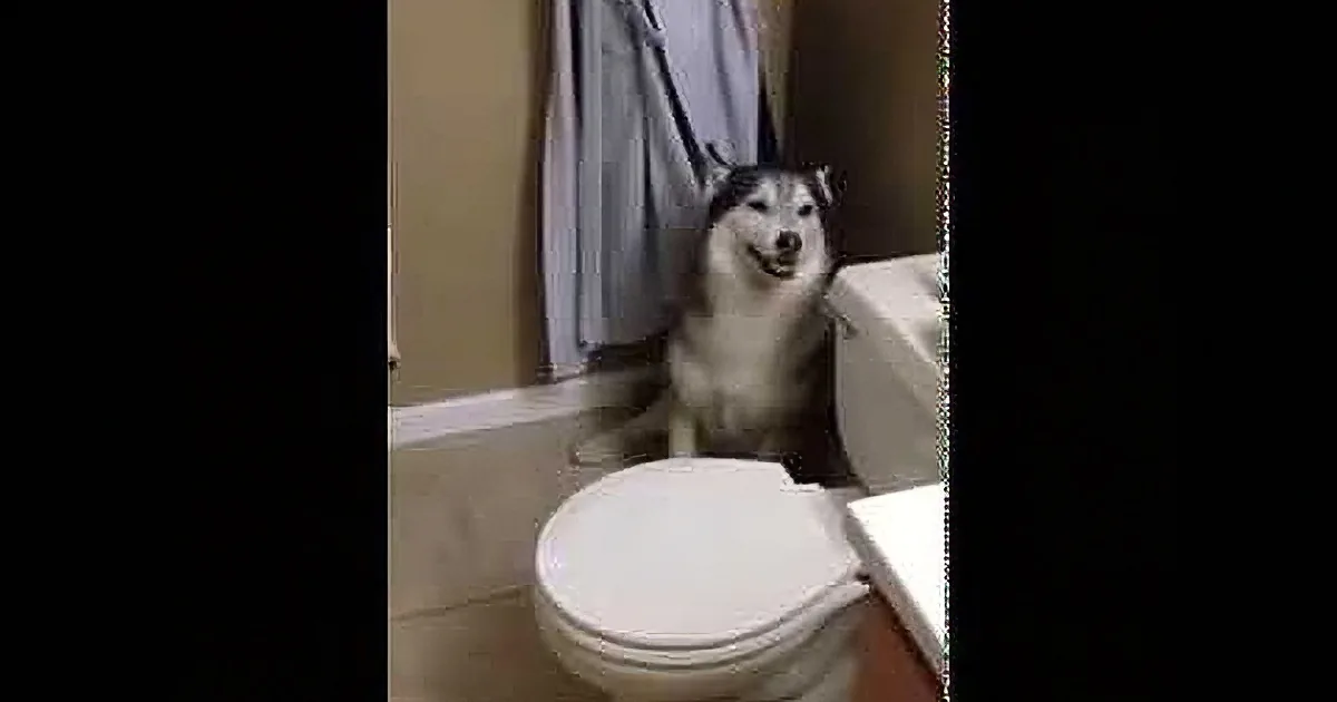 This Husky Tries to Escape Bath Time. When You Hear His Tantrum, You''ll Fall in Love!