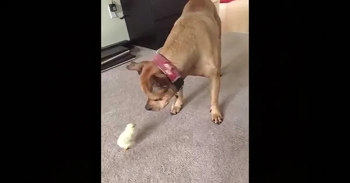 A dog wearing a red collar stands on carpet, observing a small yellow chick nearby.