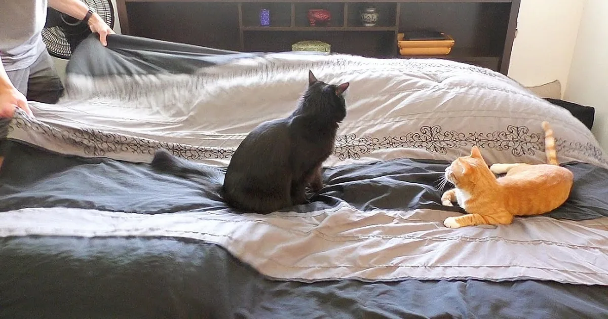 Dad Tries Making the Bed, and These Two Cats Help Him out. They''re Hilarious!