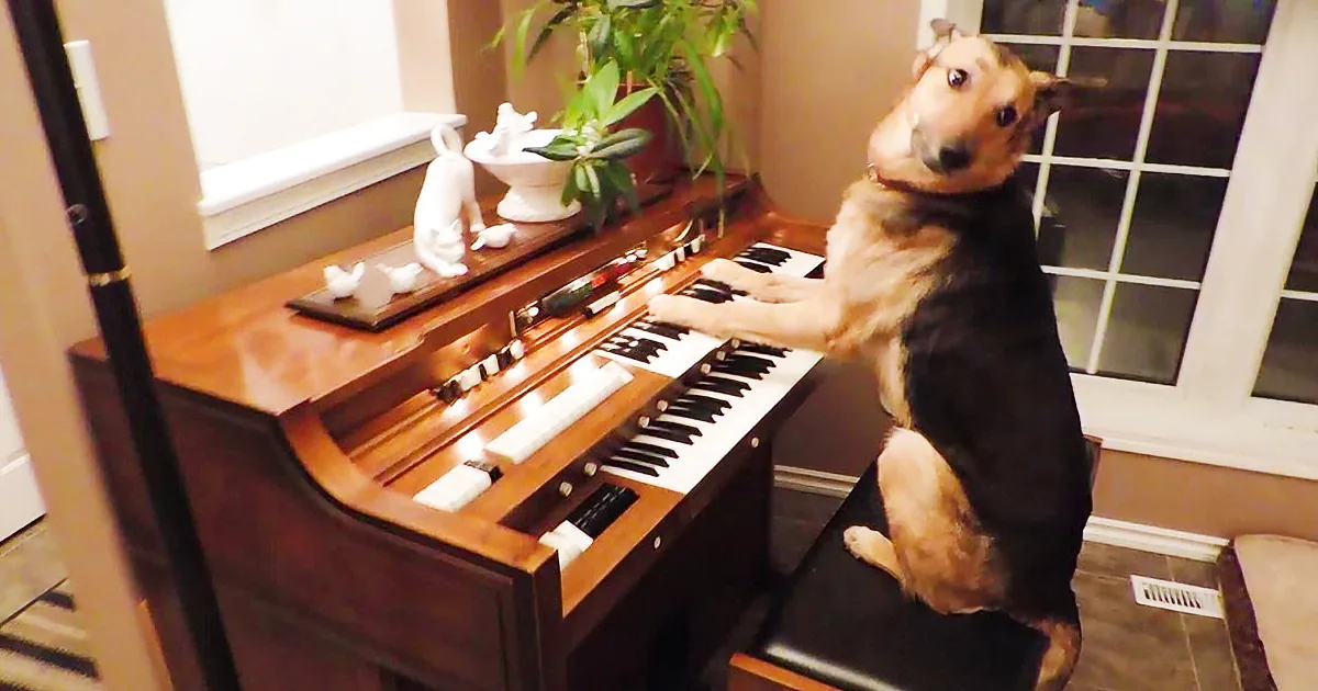 A German Shepherd sits on a piano bench, playfully placing its front paws on the keys.