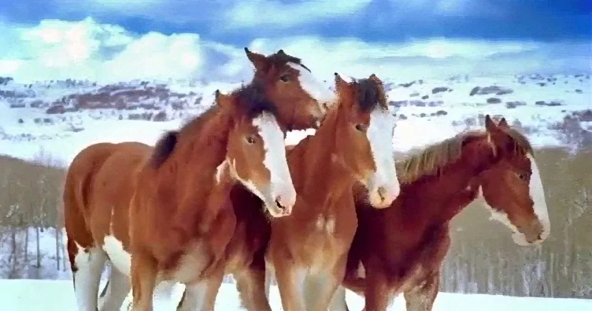 Four chestnut horses with white markings stand together in a snowy landscape under a partly cloudy sky.