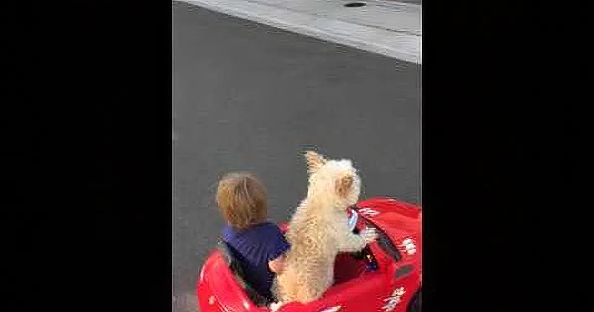 A child and a dog are sitting in a red toy car on a street.