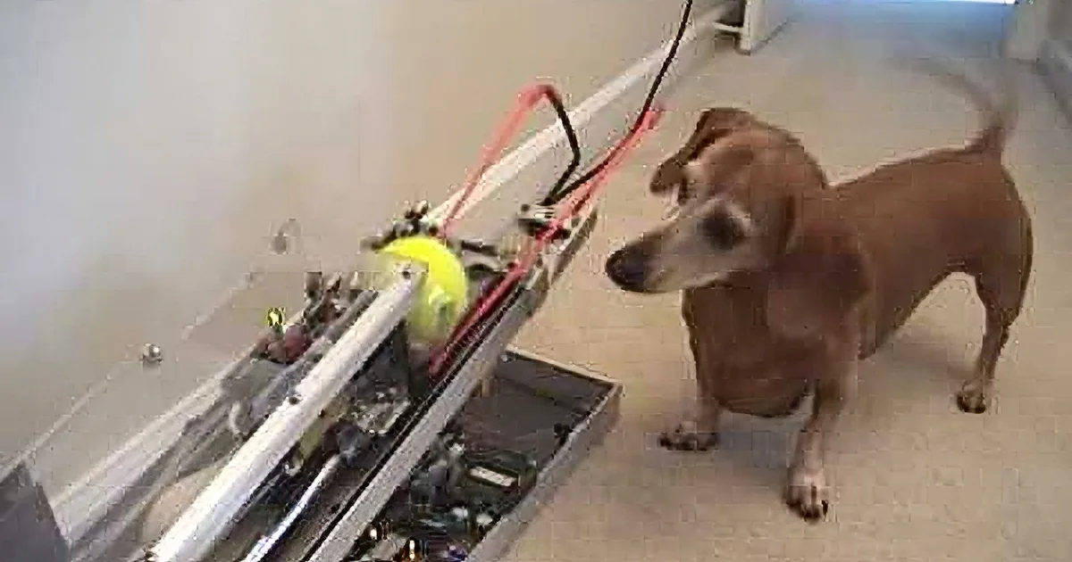 A curious dog stands near a toolbox, sniffing a yellow tennis ball inside, with a red leash attached.