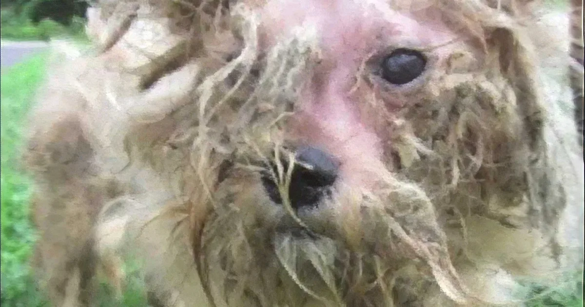 This Dog Hated People, but Everything Changed When She Was Taken to the Shelter!