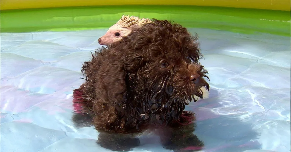 Puppy and Baby Hedgehog Are Taking Bath Together! so Cute!