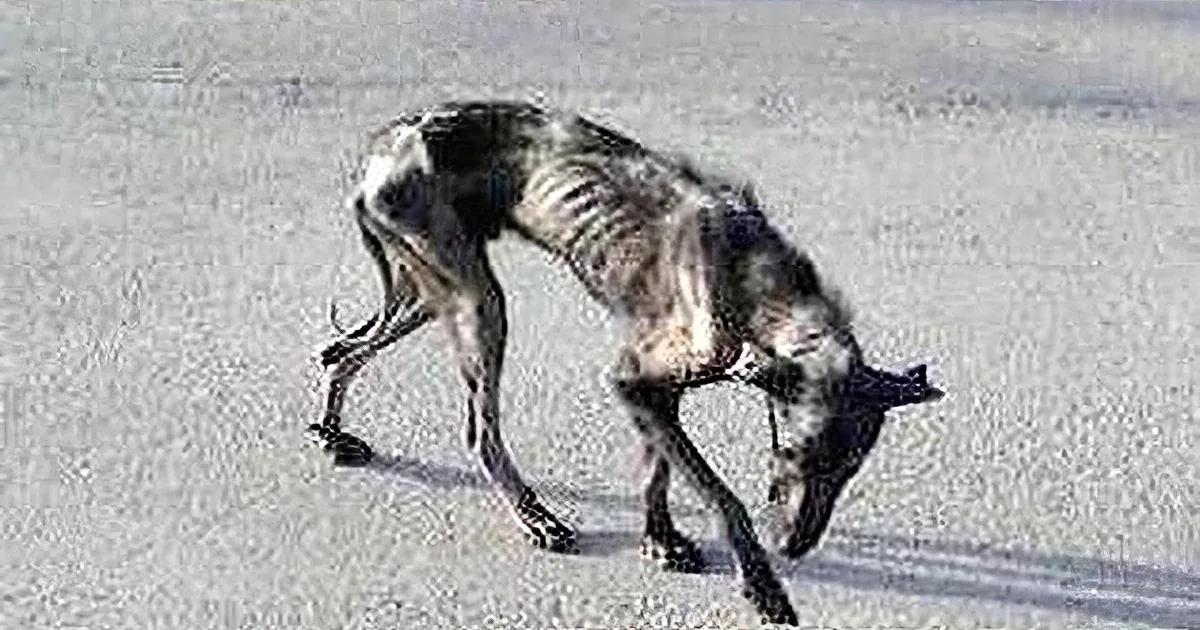 Animal Hero Tells the Story About the Stray Dog Who Has the Strongest Will to Live!