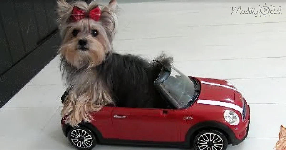 A small dog with a red bow sits inside a red toy car, looking directly at the camera.