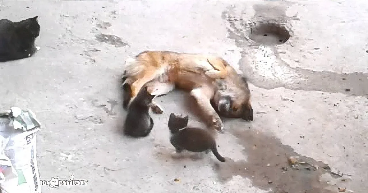A dog lies on the ground, surrounded by three kittens, appearing to rest or sleep together.
