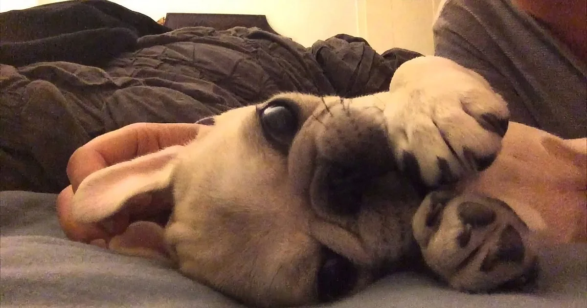 This Cute Silver Pug Growing up Will Make You Smile. so Adorable!