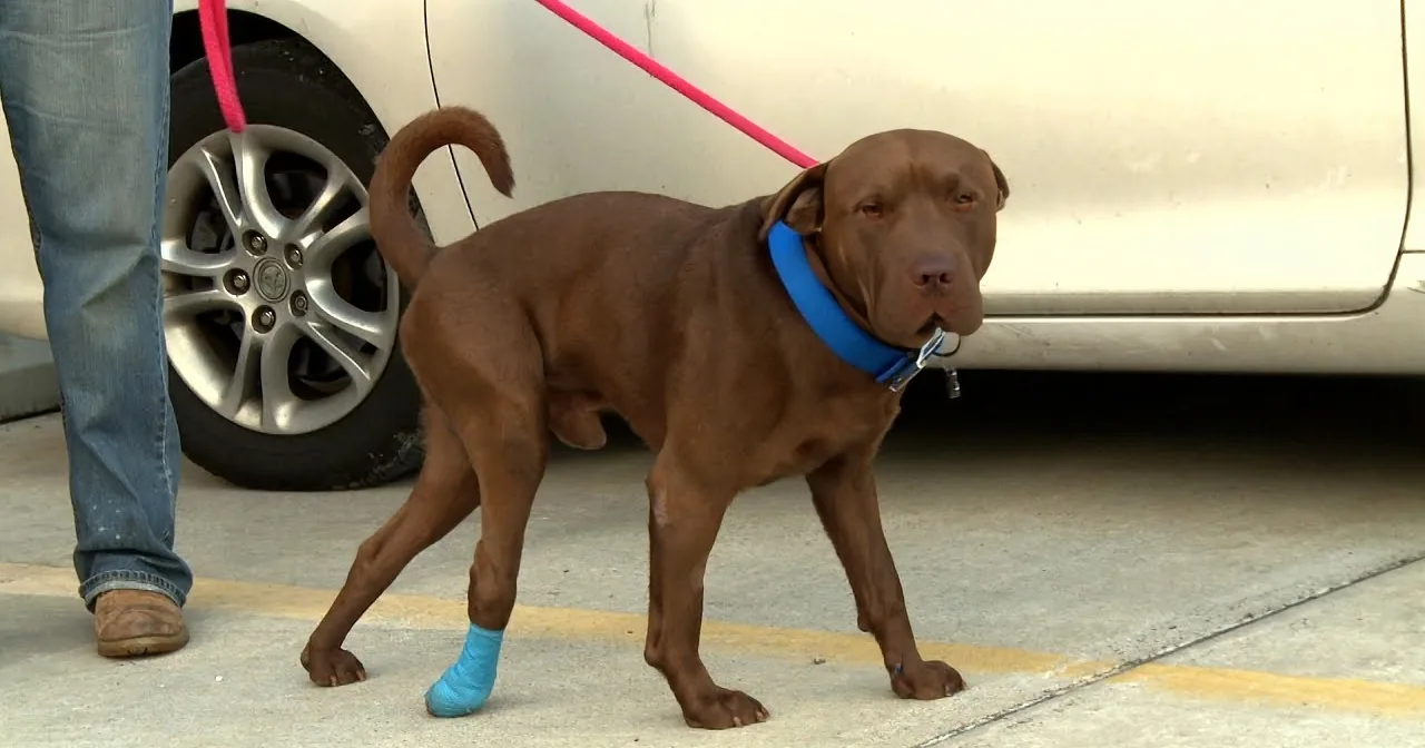 A brown dog with a blue cast on its right front leg walks on a sidewalk, guided by a person holding a pink leash.