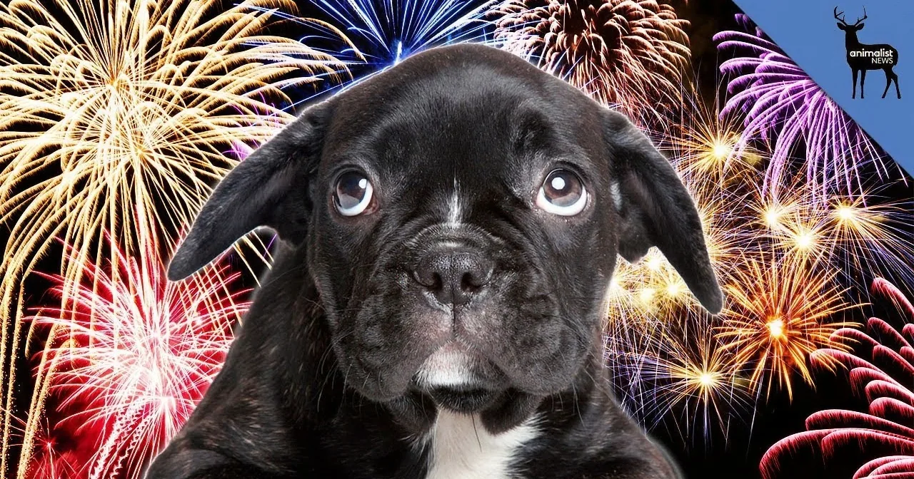 Fireworks Can Be Awful for Your Pets. Here Are Some Helpful Tips to Help Them Deal With It!