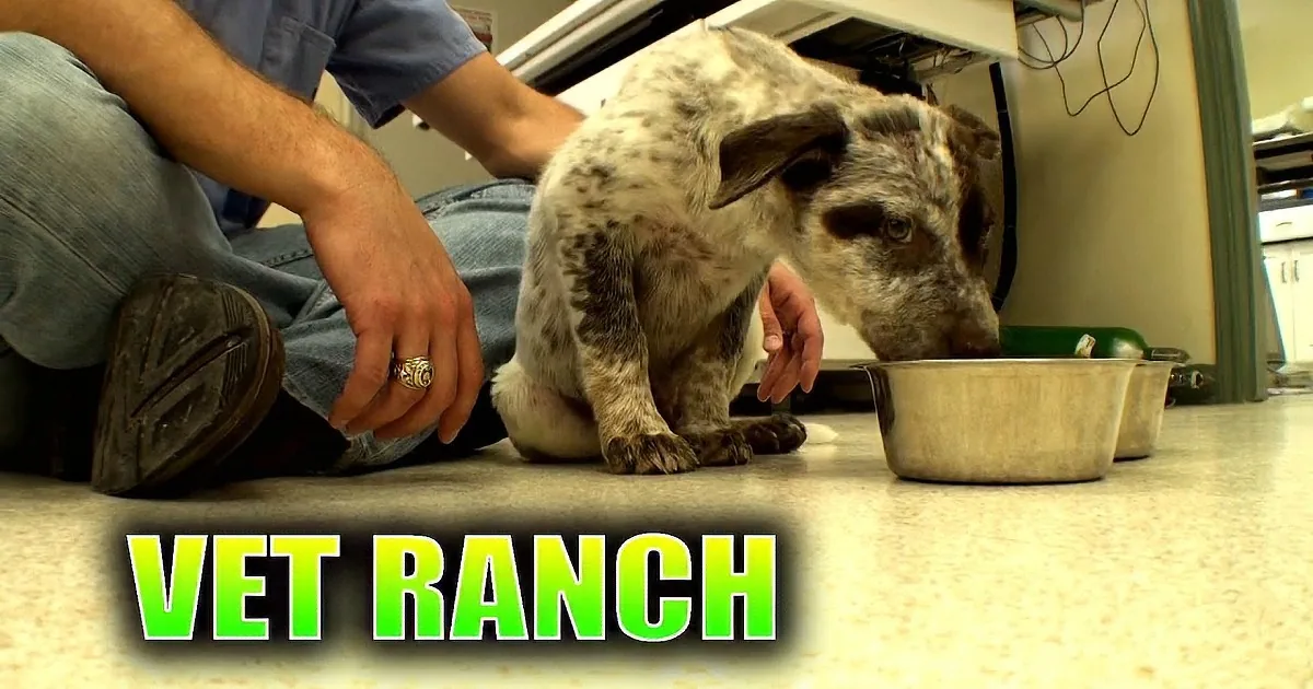 This Puppy Was Badly Injured When He Was Rescued. His Transformation Will Warm Your Heart!
