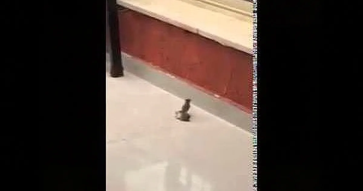 After This Bird Crashed Into a Window, He Seems to Be Done for... Until His Friend Starts Helping!