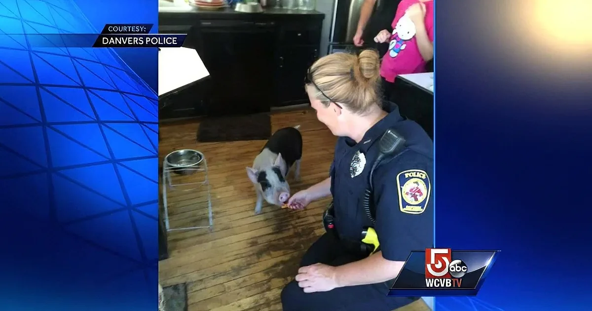 After Gronk the Pig Made His Escape, the Police Had to Use This Trick to Find Him!
