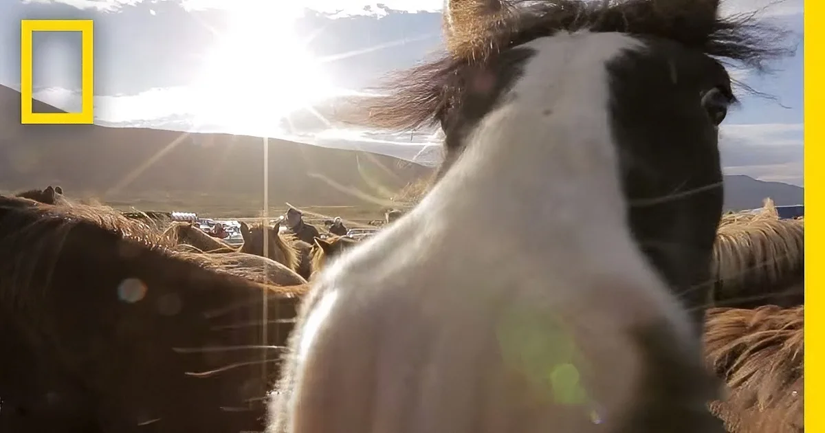 Learn About This Beautiful Tradition! Farmers Forge a Bond With Their Horses! Wow!