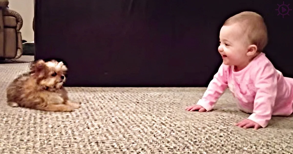 A baby in a pink shirt is crawling on a carpet, looking at a small dog lying nearby.