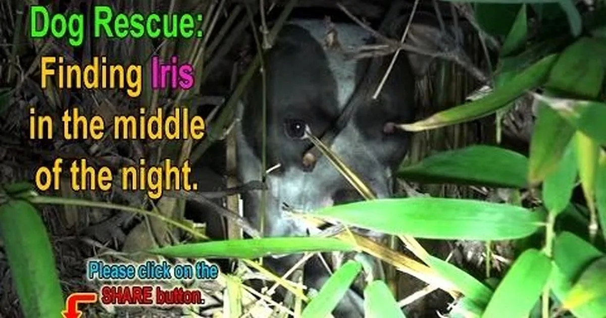 A dog, partially hidden in foliage, is the main subject of the image, with text overlay about dog rescue and a call to share.