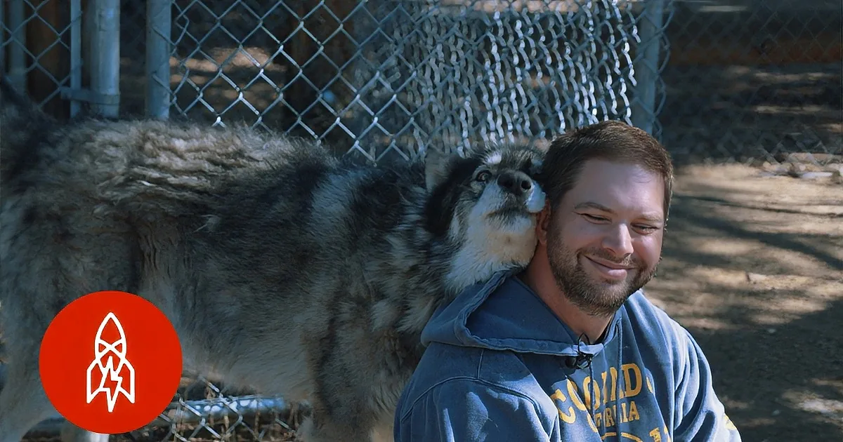 A man in a blue sweatshirt smiles as a large wolf stands behind him, both in a fenced area.