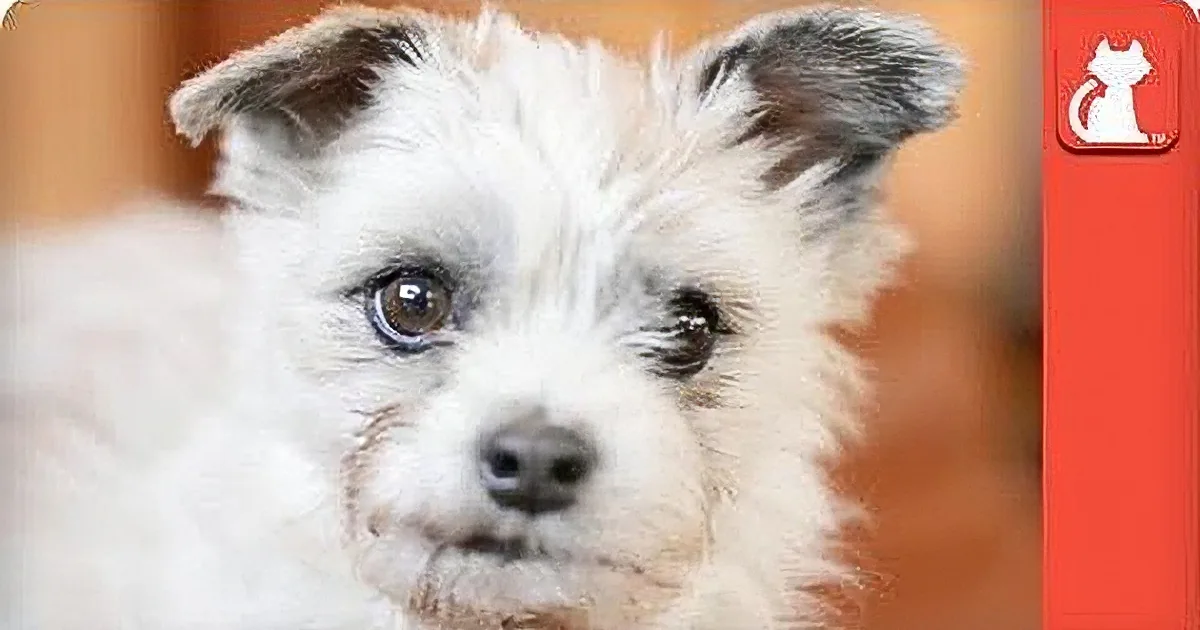 A close-up of a fluffy white dog with dark eyes and a curious expression.