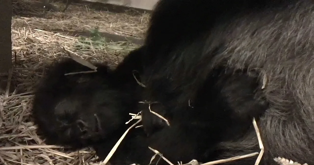 Glady''s the Baby Gorilla Gets a New Mom! You Won''t Believe How Happy She Is!