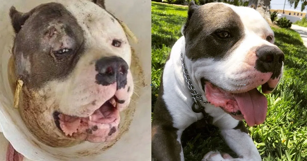 After Being Found in the Worst Conditions, This Pit Bull Survivor Was Heroically Saved! OMG