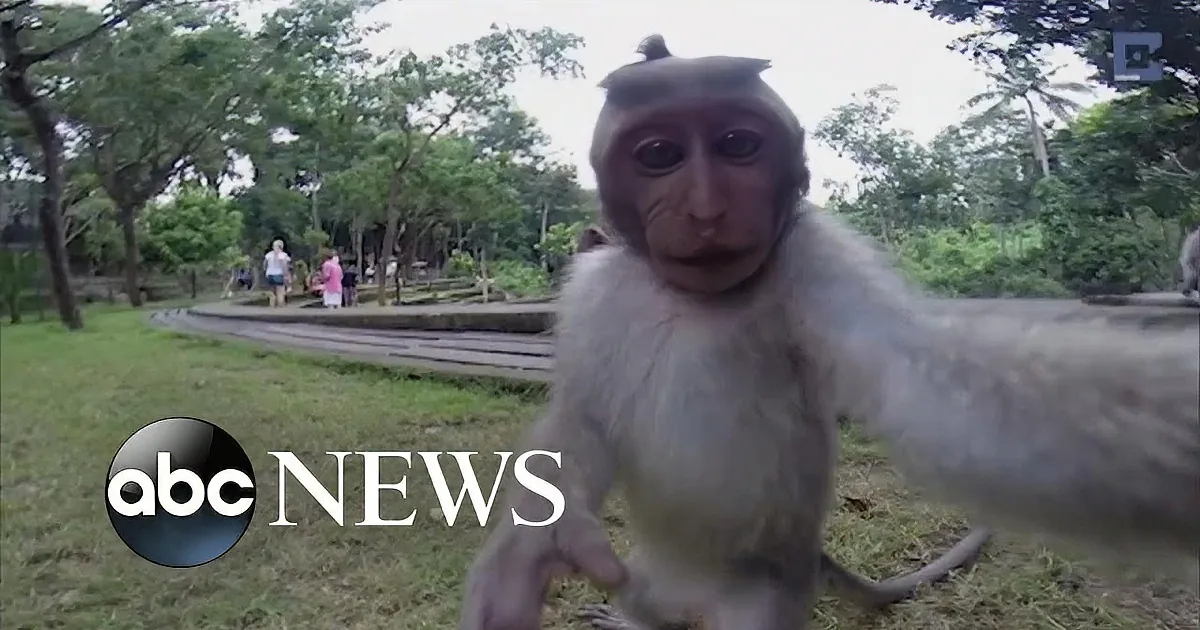 Naughty Monkey Takes This Woman''s Camera and Starts Snapping Selfies! He''s so Smart!