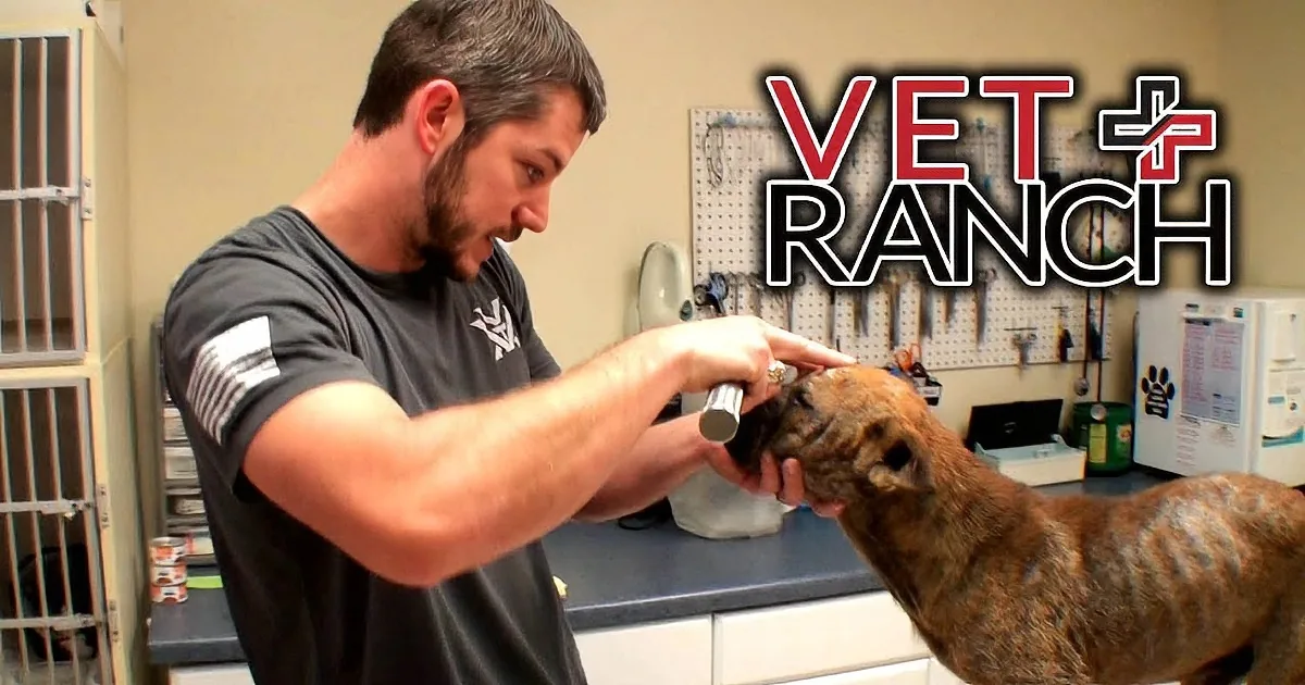 A Noble Doctor From Vet Ranch Saves a Blind Puppy From Death. His Recovery Is Shocking!