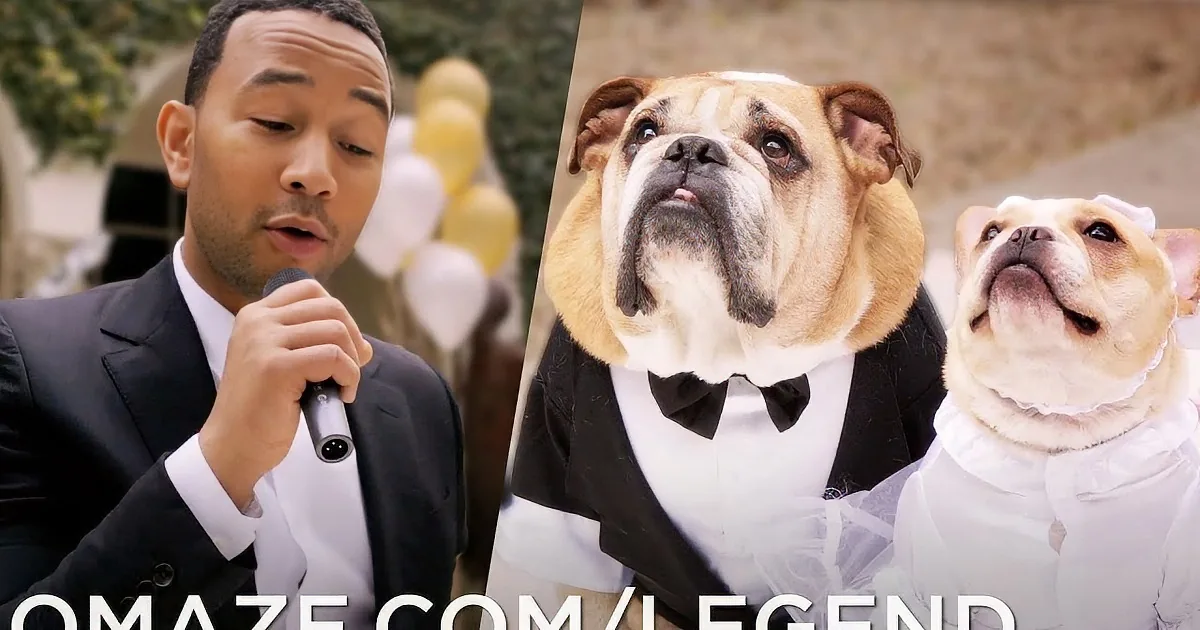 A man in a suit sings into a microphone, accompanied by two bulldogs dressed in wedding attire.