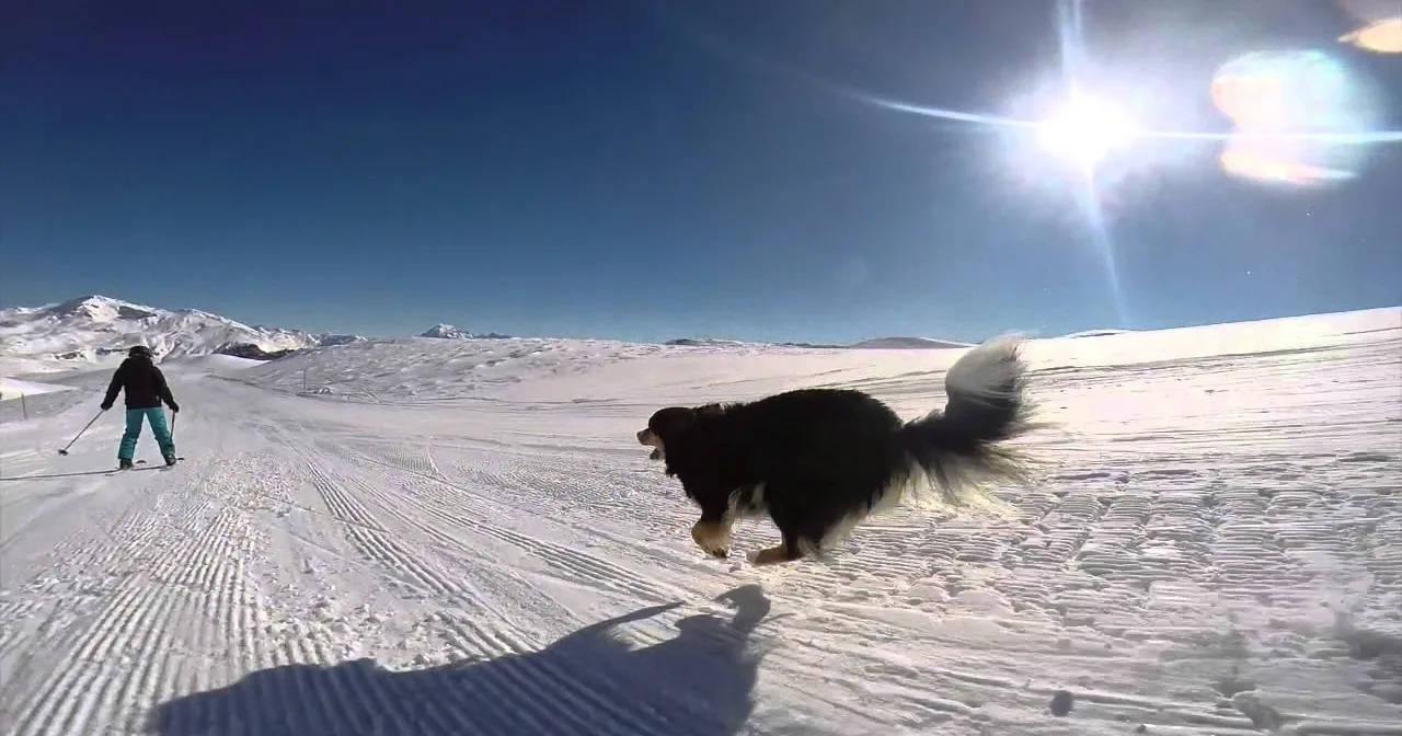 A Man Taught His Incredibly Cool Dog How to Ski! Her Skills Made My Jaw Drop!