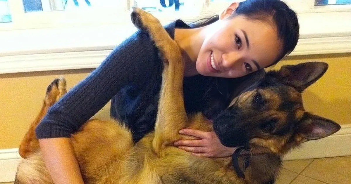 Huge German Shepherd Acts Like a Puppy When He Gets Rubbed. but When He Shows His Trick? Aww