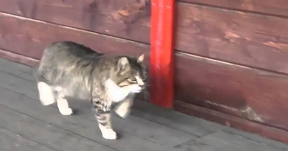 Cat Hangs out in the Stable. When He''s Found by a Horse, They Make the Most Adorable Couple!