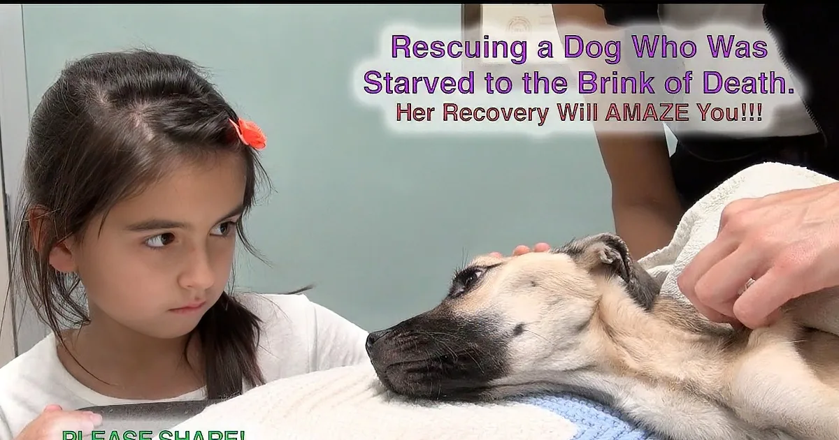 A girl looks at a recovering dog wrapped in a towel, with text about her rescue and recovery.